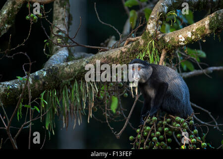 Stulmann's blue monkey (Cercopithecus mitis stuhlmanni) juvenile feeding on fig fruits from a ficus tree. Kakamega Forest South, Western Province, Kenya. Stock Photo