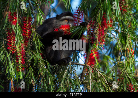 Stulmann's blue monkey (Cercopithecus mitis stuhlmanni) drinking from the water collected overnight in the flowers of a Bottle Brush tree. Kakamega Forest South, Western Province, Kenya. Stock Photo