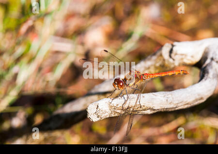 A Male Common Darter Dragonfly, Sympetrum striolatum, at rest on a dead twig in Meathop Moss Nature Reserve, Cumbria, England Stock Photo