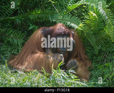 Flanged male Bornean orangutan Stock Photo