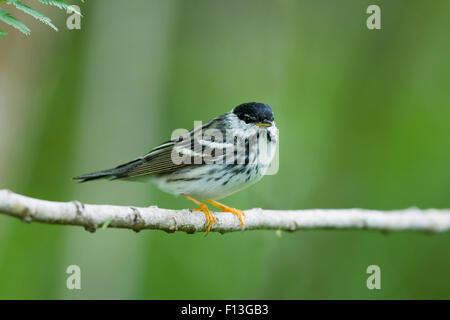 Blackpoll Warbler - male on Spring migration Setophaga striata Gulf Coast of Texas, USA BI027545 Stock Photo