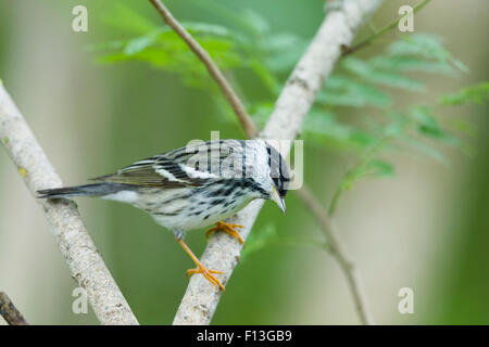 Blackpoll Warbler - male on Spring migration Setophaga striata Gulf Coast of Texas, USA BI027547 Stock Photo