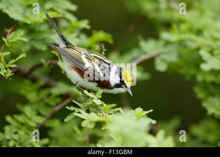 Chestnut-sided Warbler - male on Spring migration Setophaga pensylvanica Gulf Coast of Texas, USA BI027560 Stock Photo