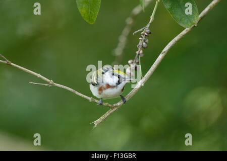 Chestnut-sided Warbler - male on Spring migration Setophaga pensylvanica Gulf Coast of Texas, USA BI027565 Stock Photo