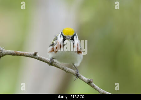 Chestnut-sided Warbler - male on Spring migration Setophaga pensylvanica Gulf Coast of Texas, USA BI027569 Stock Photo