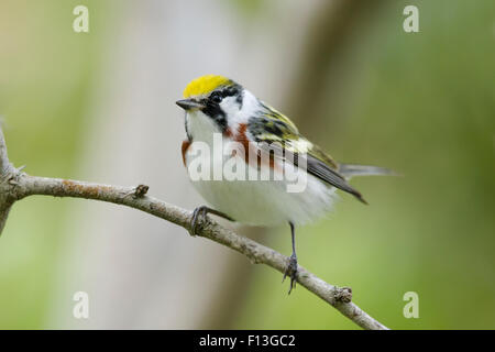 Chestnut-sided Warbler - male on Spring migration Setophaga pensylvanica Gulf Coast of Texas, USA BI027570 Stock Photo