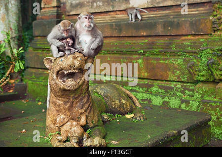 Macaque monkey family with small baby sitting on lion sculpture near temple in sanctuary forest on Bali tropical island. Stock Photo
