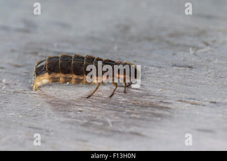 Great European glow-worm beetle, glowworm, firefly, female, Großer Leuchtkäfer, Glühwürmchen, Weibchen, Lampyris noctiluca Stock Photo