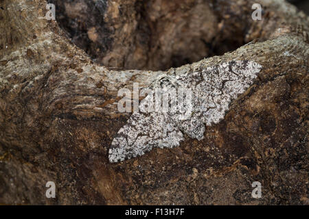 Peppered moth, Birkenspanner, Birken-Spanner, Biston betularia, Biston betularius, Amphidasis betularia, La phalène du bouleau Stock Photo
