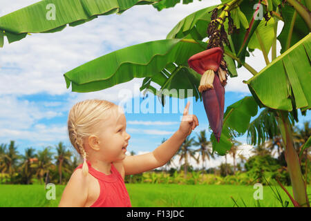 Happy small child exploring nature - examining big banana flower and fruits growing on green tree. Healthy children lifestyle Stock Photo