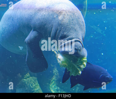 West Indian manatee (Trichechus manatus) or 'sea cow'. Stock Photo