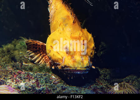 Scorpaena scrofa, common name the red scorpionfish, Bigscale scorpionfish, or large-scaled scorpion fish is a venomous marine sp Stock Photo