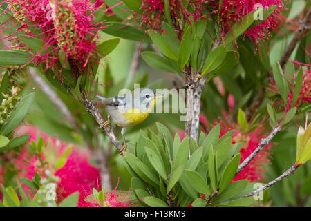 Northern Parula - on bottlebrush flower Setophaga americana Gulf Coast of Texas, USA BI027690 Stock Photo