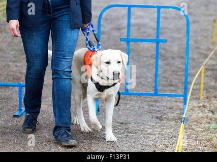 A blind person is led by her golden retriever guide dog during the last training for the dog. The dogs are undergoing various tr Stock Photo