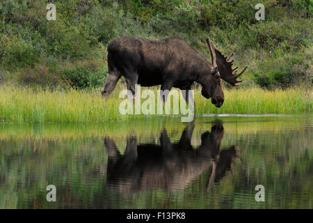 Bull Moose (Alces alces) wades into a kettlehole pond to feed on the aquatic grasses there. Denali National Park, Alaska. Stock Photo
