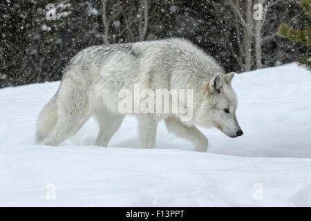 Gray Wolf Stock Photo