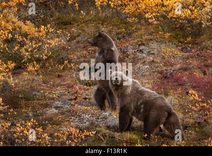 Grizzly Bear (Ursus arctos) sow and 2nd year cub on alert, Denali National Park, Alaska Stock Photo