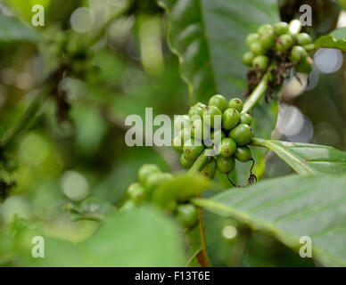 closeup of bunch of unripe green coffee plants growing on a tree Stock Photo