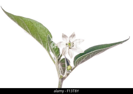 Chilli (Capsicum annuum) flower, Podere Montecucco, Orvieto, Umbria, Italy, October. Stock Photo