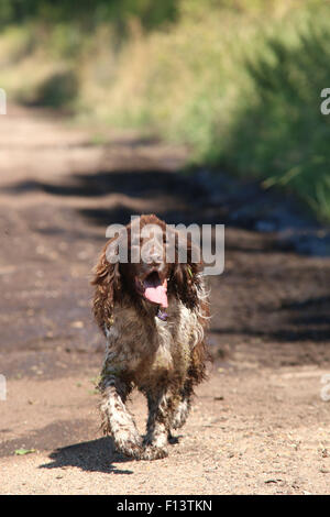 English springer spaniel trotting towards camera Stock Photo