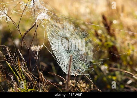 A spider web in a field, a sunny, misty morning Stock Photo