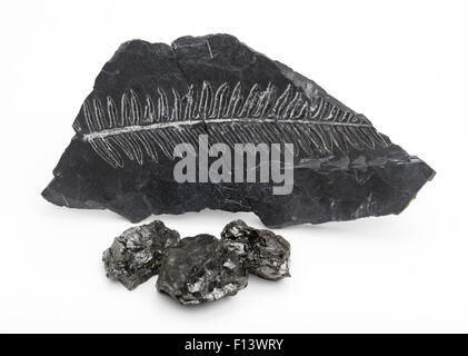 Coal with fern fossil in shale rock Stock Photo