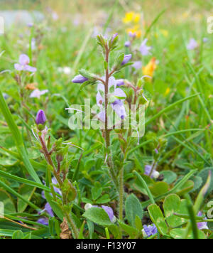 Germander Speedwell ( Veronica chamaedrys ) in Flower During Summer, UK Stock Photo