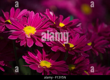 red chrysanthemums daisy flower Stock Photo