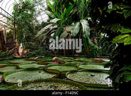 Giant water lilies in the tropical greenhouse at Ventnor Botanic Gardens, Isle of Wight Stock Photo