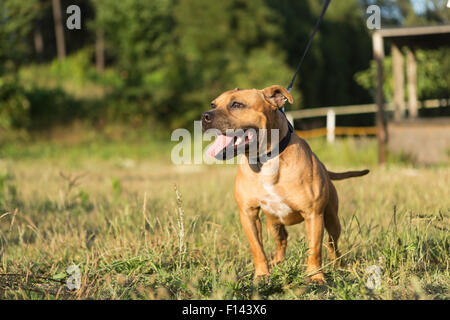 Beautiful staffordshire bull terrier posing in a park at the sunset Stock Photo