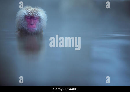 Japanese Macaque (Macaca fuscata) female submerged in a thermal hotspring pool. Jigokudani Yean-Koen National Park, Japan, February. Stock Photo