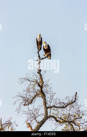 Pair of African fish eagles, Haliaeetus vocifer, perching on a dead branch, cloudless blue sky, Xigera, Okavango Delta, Botswana, southern Africa Stock Photo