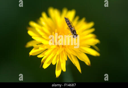 A wild wasp perches on a yellow flower in Prado del Rey, Sierra de Cadiz, Andalusia, Spain Stock Photo