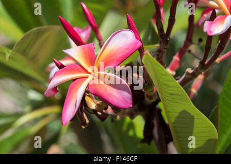 Rainbow Plumeria frangipani flowers blooming in Southern California Stock Photo