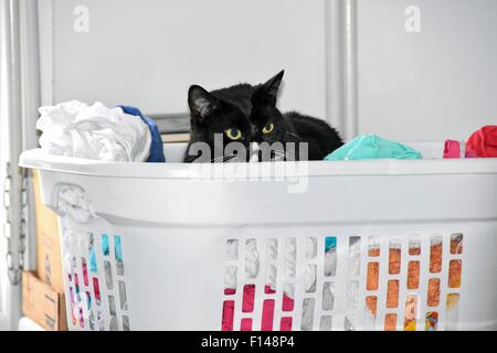 Black cat in white laundry basket with clean clothes. Stock Photo