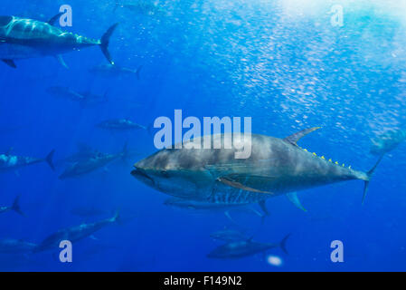 Atlantic bluefin tuna (Thunnus thynnus) shoal in open ocean, North of Santa Maria island, Azores, Portugal, September. Stock Photo