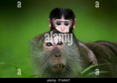 Long-tailed macaque (Macaca fascicularis) baby aged 2-4 weeks sitting on its mothers head walking through long grass. Bako National Park, Sarawak, Borneo, Malaysia.  Apr 2010. Stock Photo