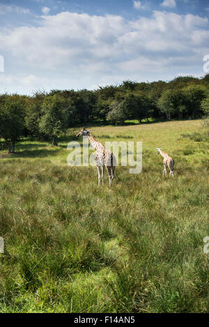 Two giraffes running if field on sunny day Giraffa Camelopardalis Stock Photo