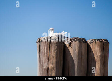 Seagull resting on pier in front of bright blue sky Stock Photo
