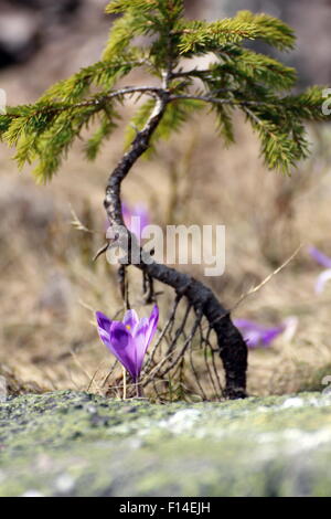 young spruce and crocus sativus growing in the top of the mountain Stock Photo