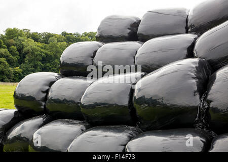 Hay bales wrapped in black plastic and stored as winter food for farm animals, cattle, cows and horses Stock Photo