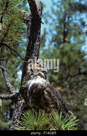 GREAT HORNED OWL Bubo virginiansis NORTH AND SOUTH AMERICA Stock Photo