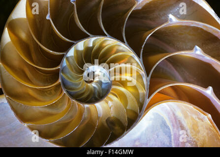 CHAMBERED NAUTILUS Nautilus pompilius SHELL CUT IN HALF SHOWING A NEARLY PERFECT EQUIANGULAR SPIRAL AND LUSTROUS NACRE Stock Photo