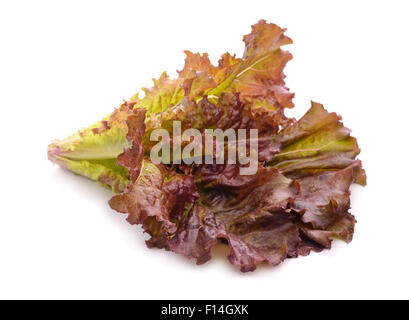 Bunch of red lettuce leaves isolated on white Stock Photo