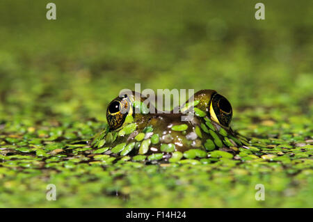 COMMON BULLFROG Rana catesbeiana MALE PEEKING OUT FROM UNDER THE WATER WITH GREEN LESSER DUCKWEED ON HIS FACE Stock Photo