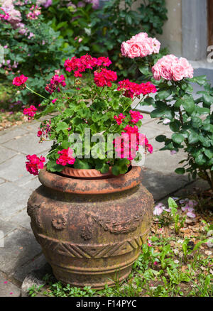 Geraniums in terracotta pot Stock Photo