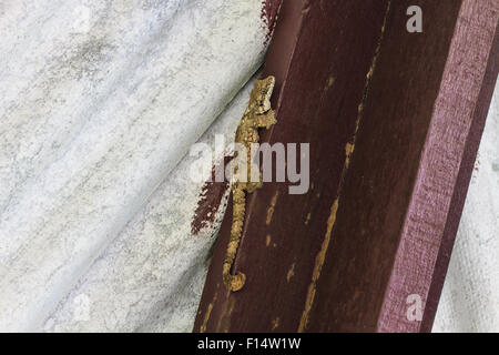 gecko on the wall, Smooth-backed Gliding Gecko or Ptychozoon lionotum Stock Photo