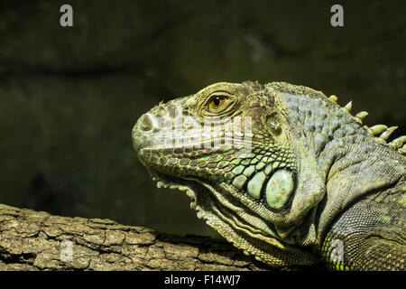 Closeup of a bearded dragon, Pogona vitticeps, member of the agamid lizards. Stock Photo
