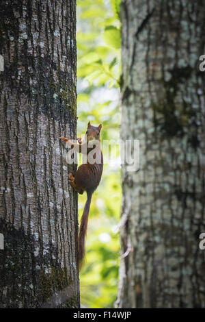 A red squirrel climbs up a tree in a dense forest. Stock Photo
