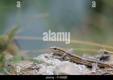 A vivparous lizard crawling through vegetation on the ground. He is shedding skin.